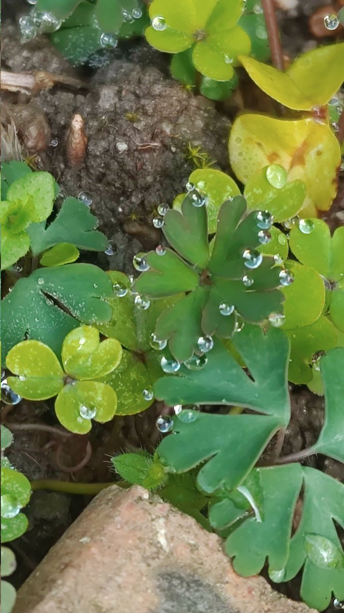 Yumeoibito tweet media