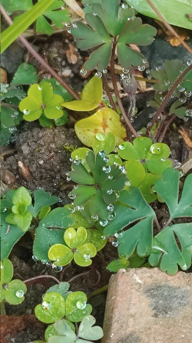 Yumeoibito tweet media