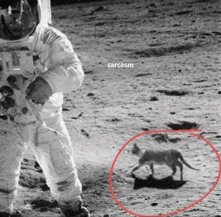 Thrilla the Gorilla tweet media