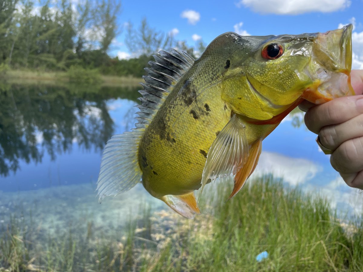 ᛭ Ian ᛭ tweet media