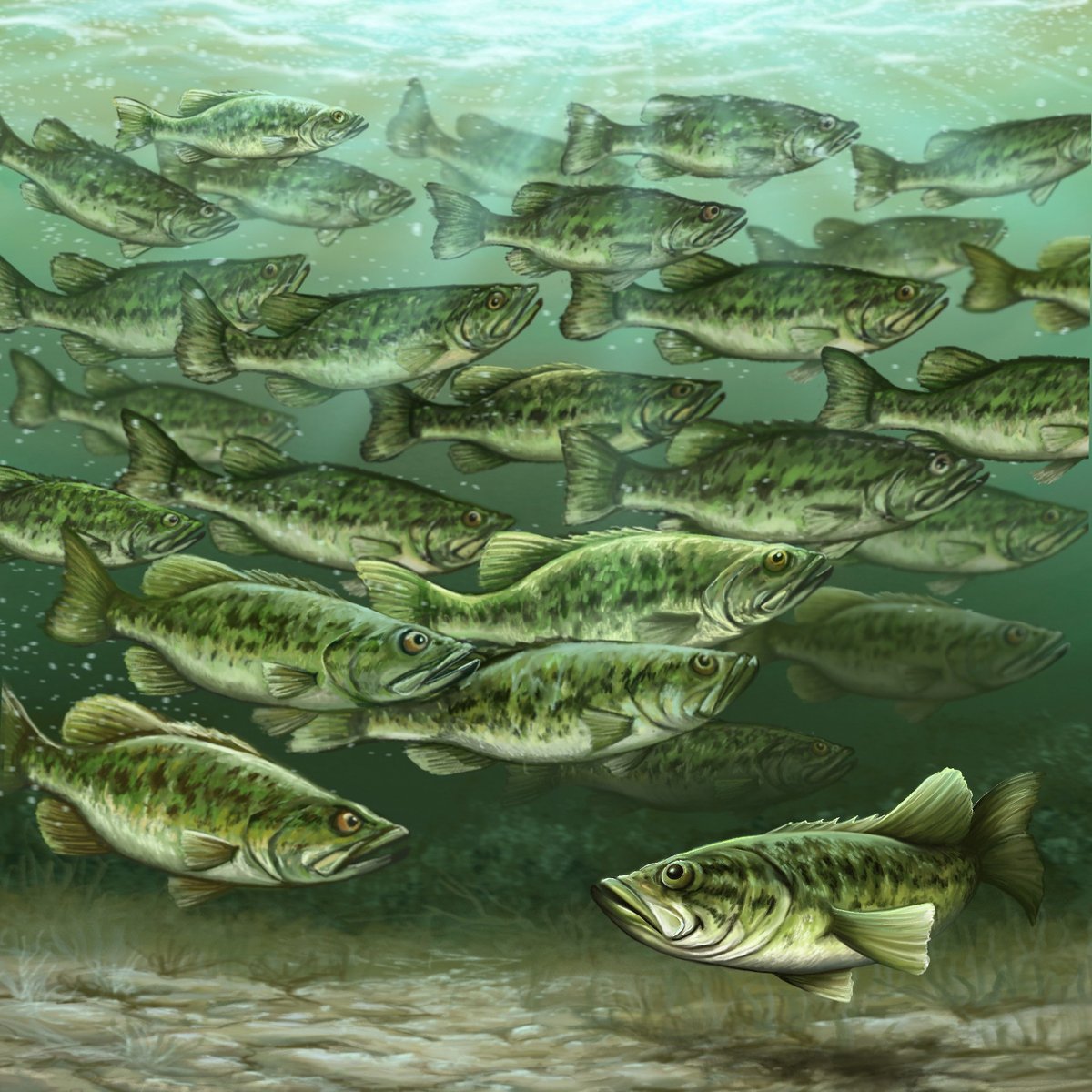 Bassmaster tweet media