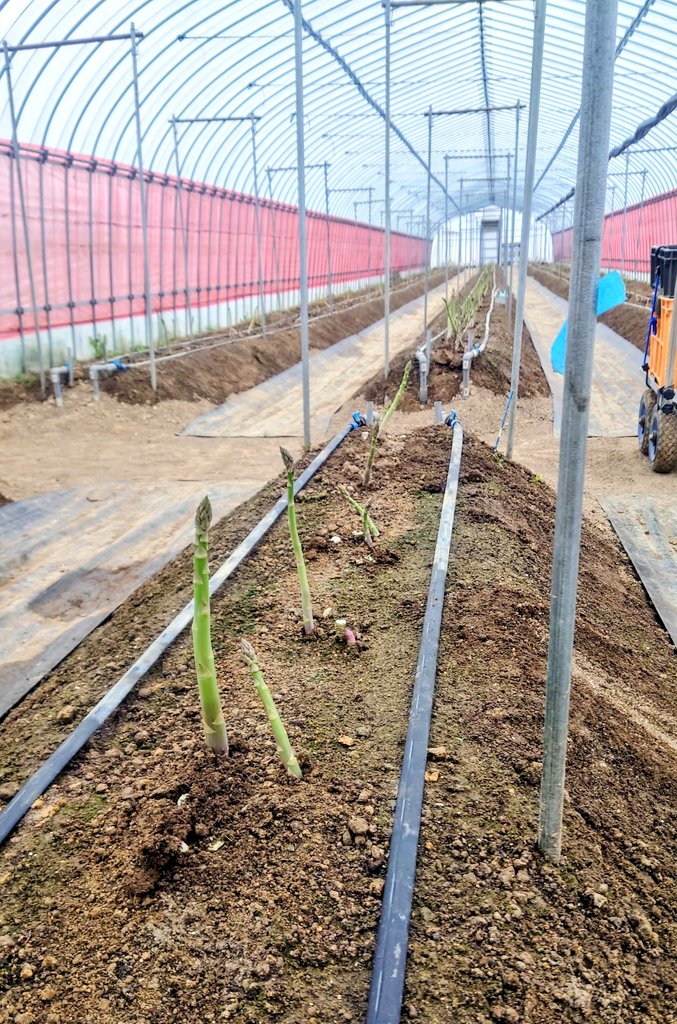 今朝の様子
今日は気温が上がらないようですね

#宮城栗原産アスパラガス