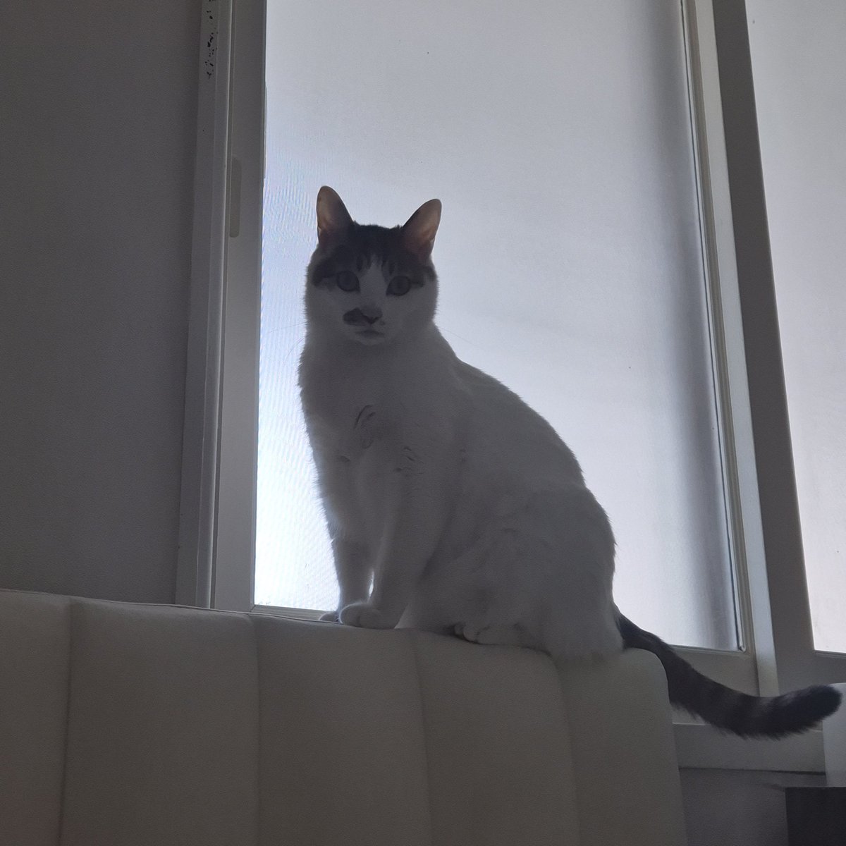 토뭬이럴 tweet media