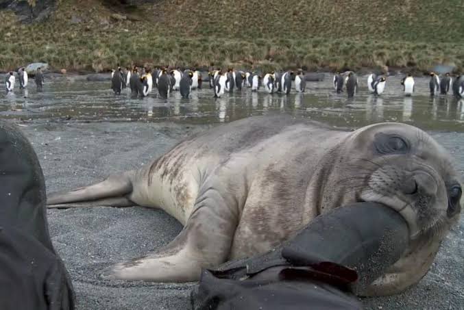 alyssa 🦭 tweet media