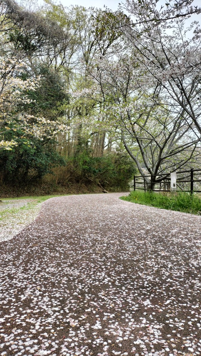 白木蓮(ﾊｸﾓｸﾚﾝ)豆腐メンタル絹ごし tweet media