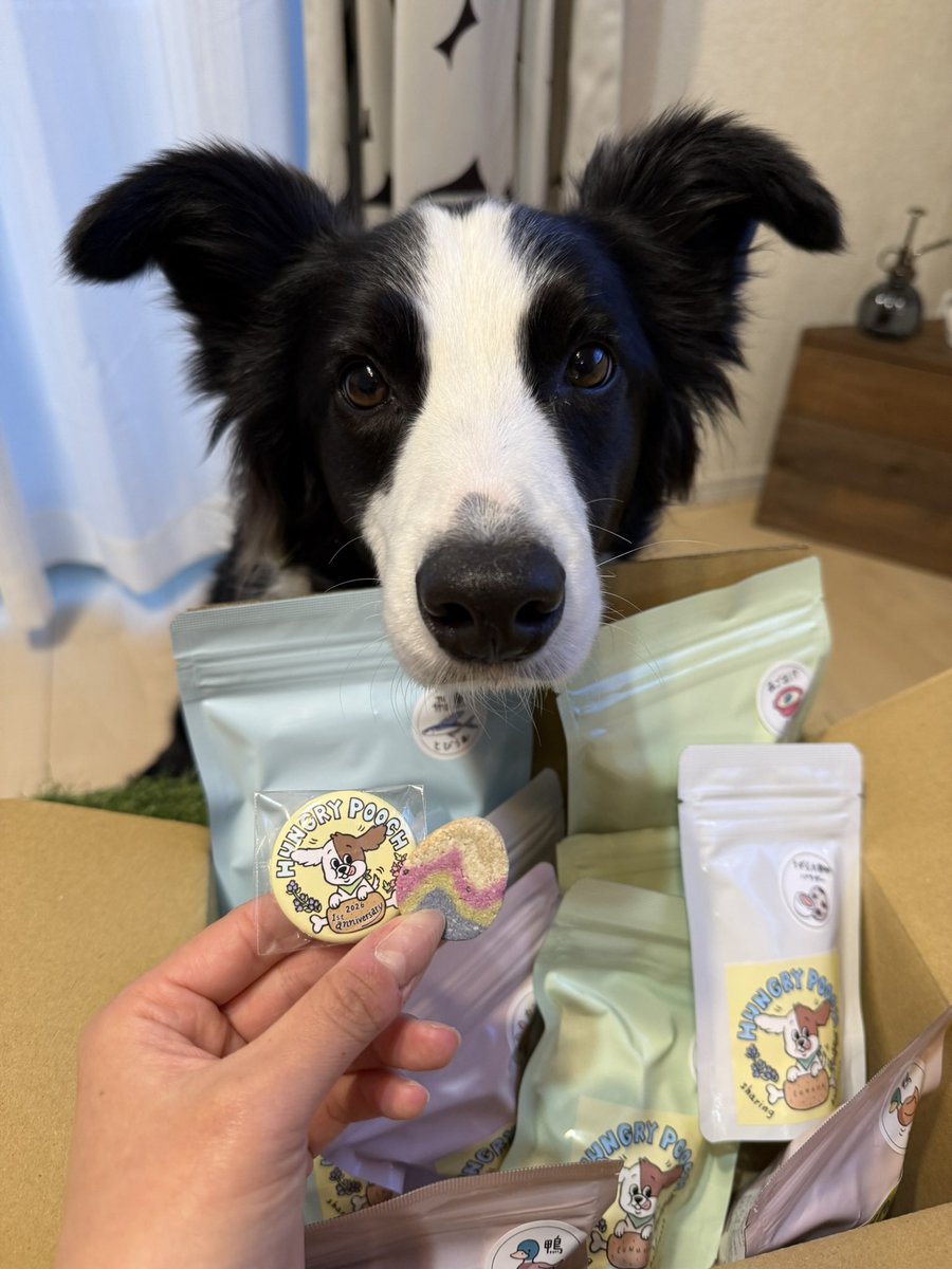 ボーダーコリーのBiSくん tweet media