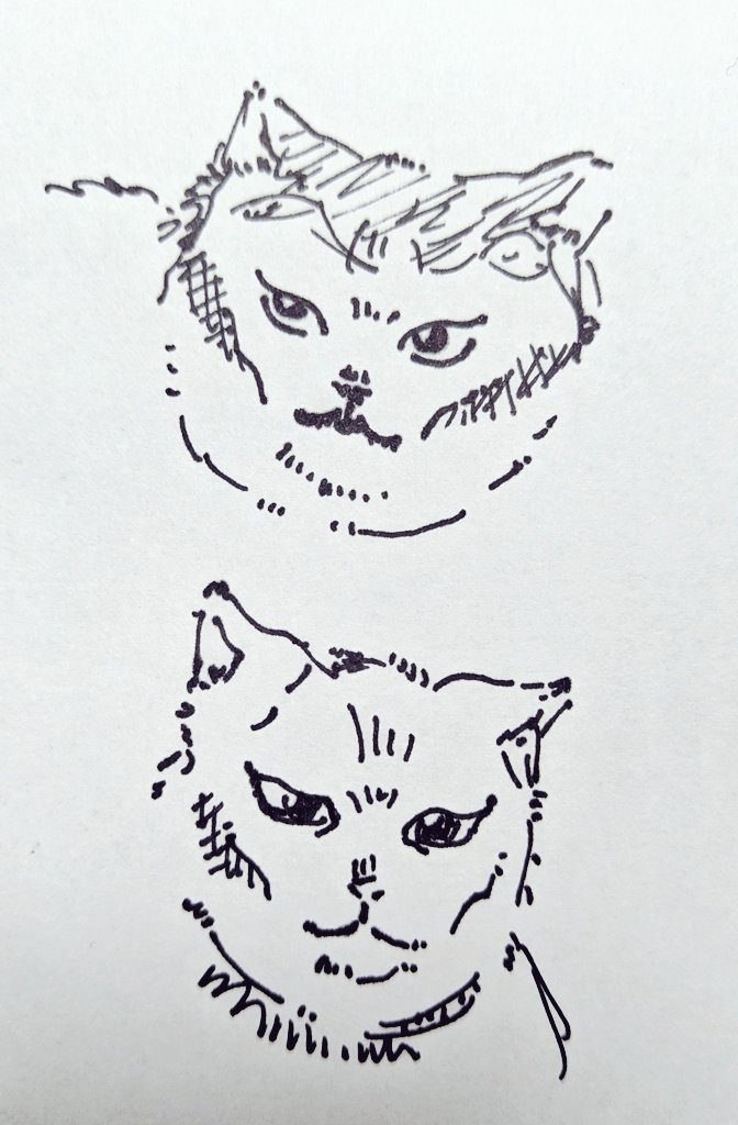 先日見た猫
多分こちらを愚かな人間だなぁと思っている顔をしていた 