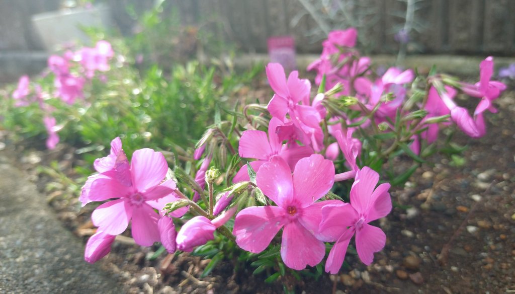 🐾KOZUE🐾 tweet media