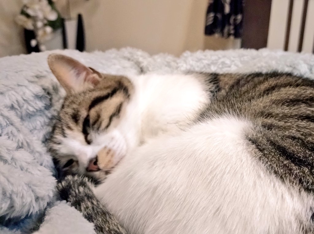 🐾KOZUE🐾 tweet media