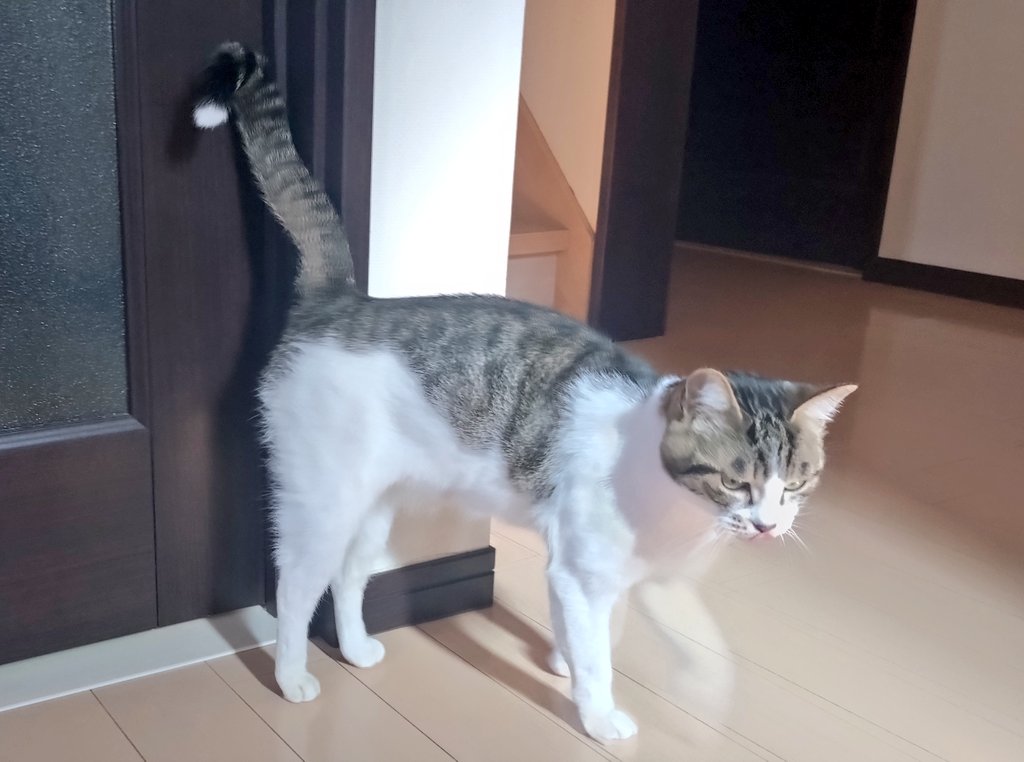 🐾KOZUE🐾 tweet media