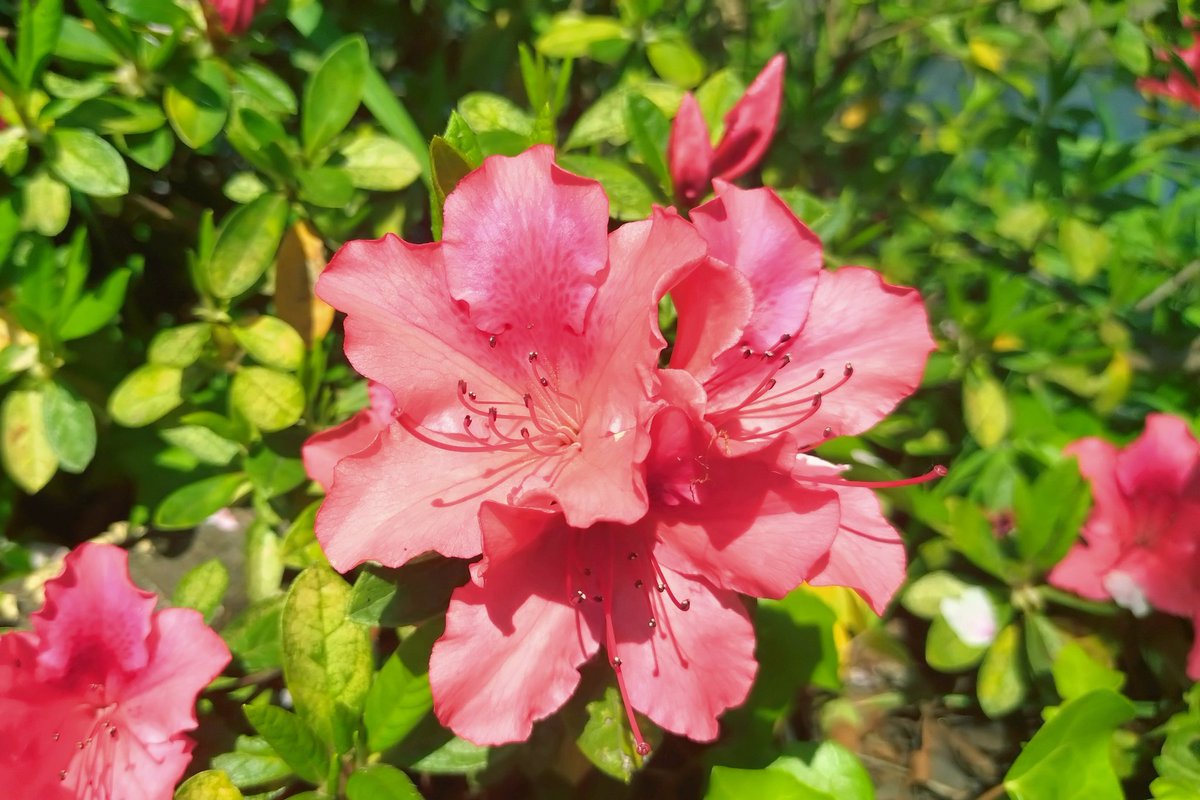 🐾KOZUE🐾 tweet media