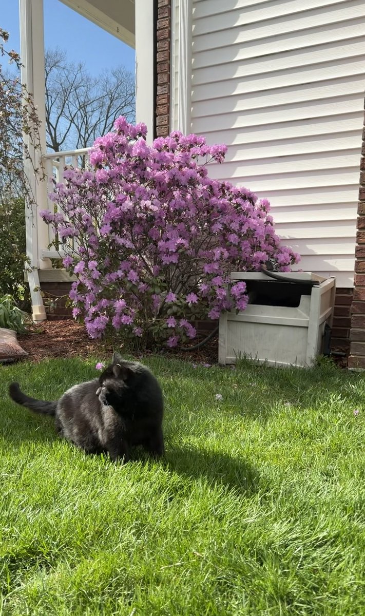 Momma’s floof is in bloom and quite beautiful! 💕#DogsofTwitter #Blooms #Flowers