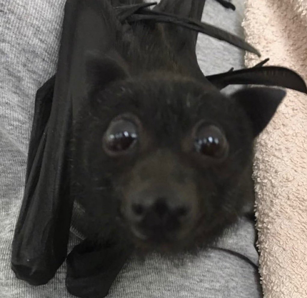 Me & Who? tweet media