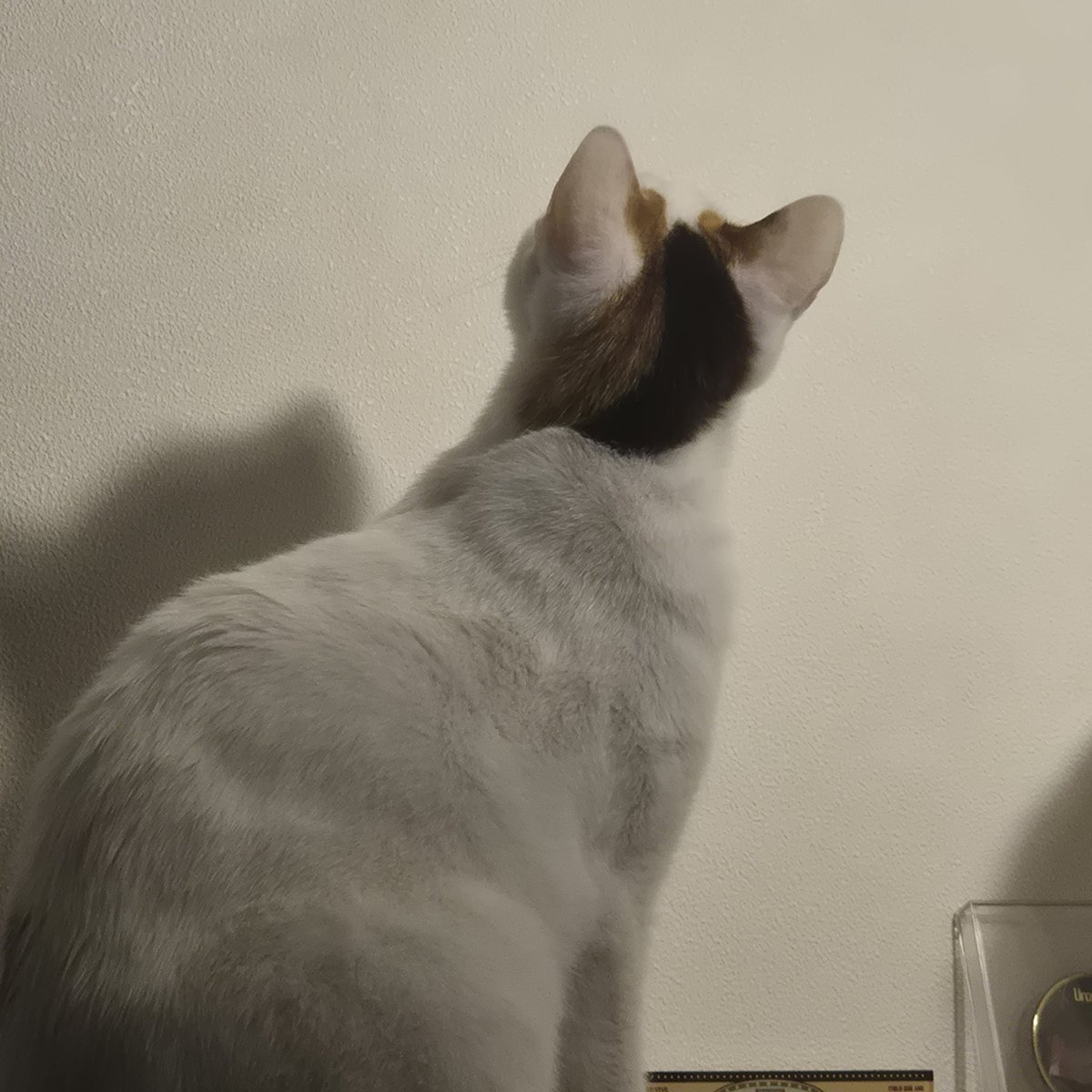 토뭬이럴 tweet media