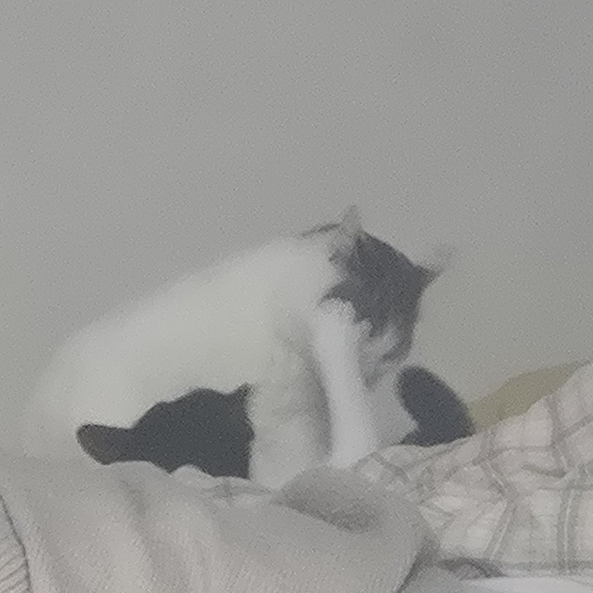 토뭬이럴 tweet media