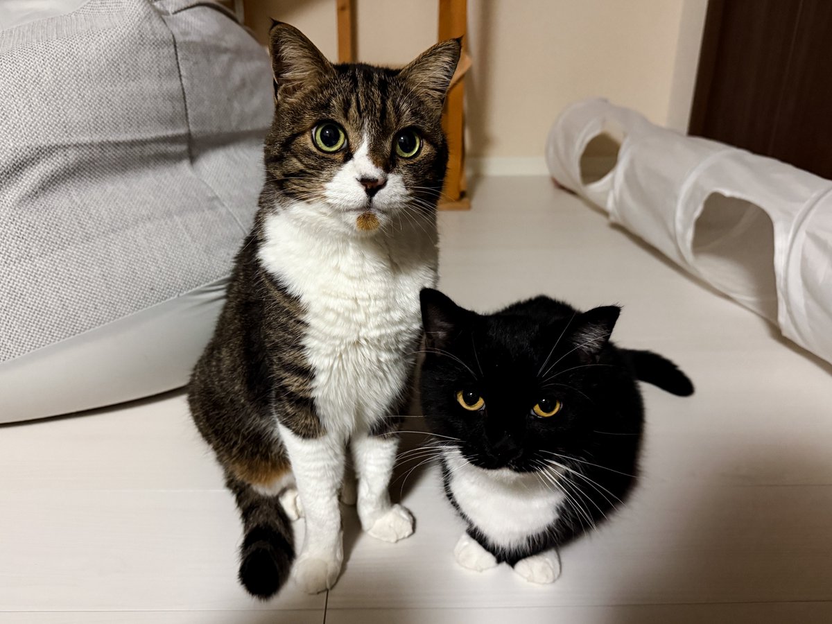 I'm Uni :3 tweet media