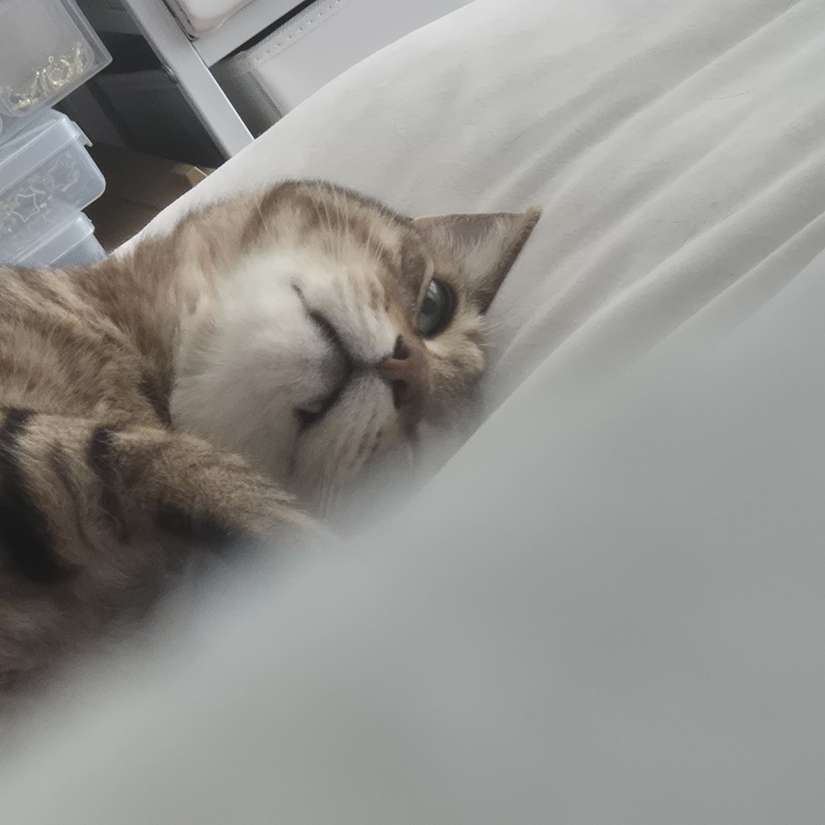 토뭬이럴 tweet media