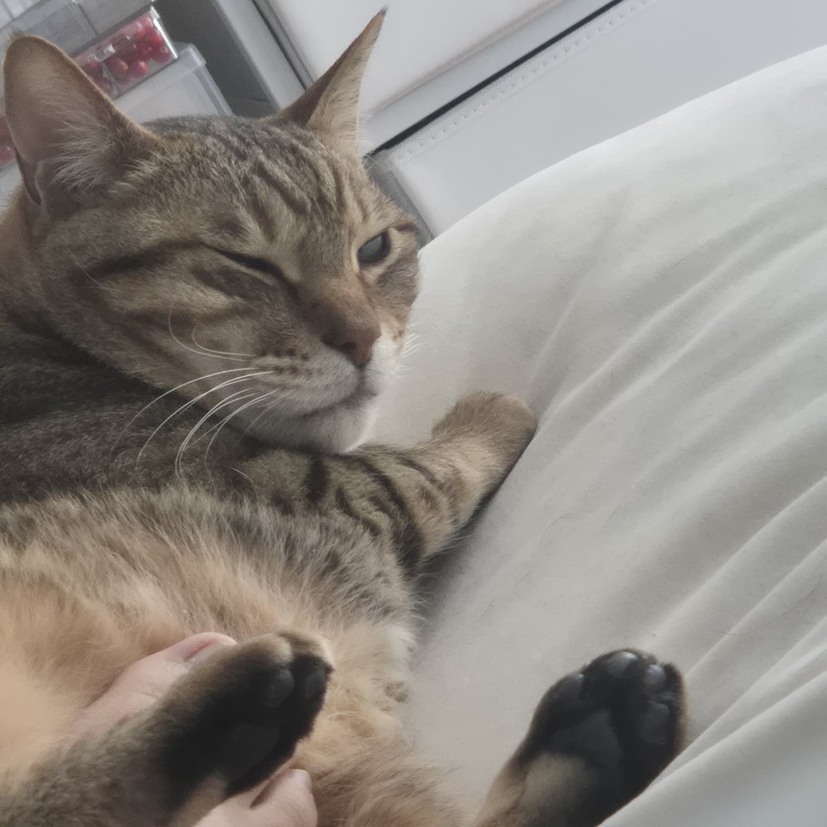 토뭬이럴 tweet media