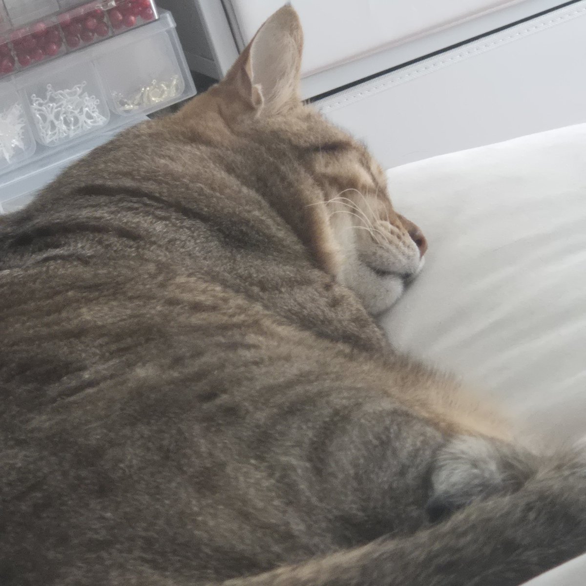 토뭬이럴 tweet media