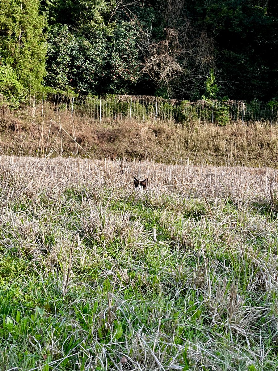 ぐり麦屋 tweet media