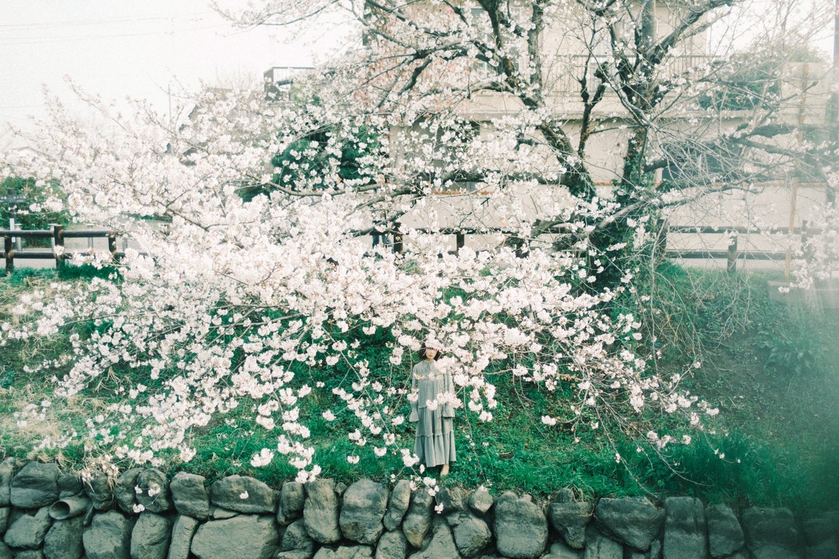 __sak_ko's tweet photo. 桜と https://t.co/7GjcM4aFpU
