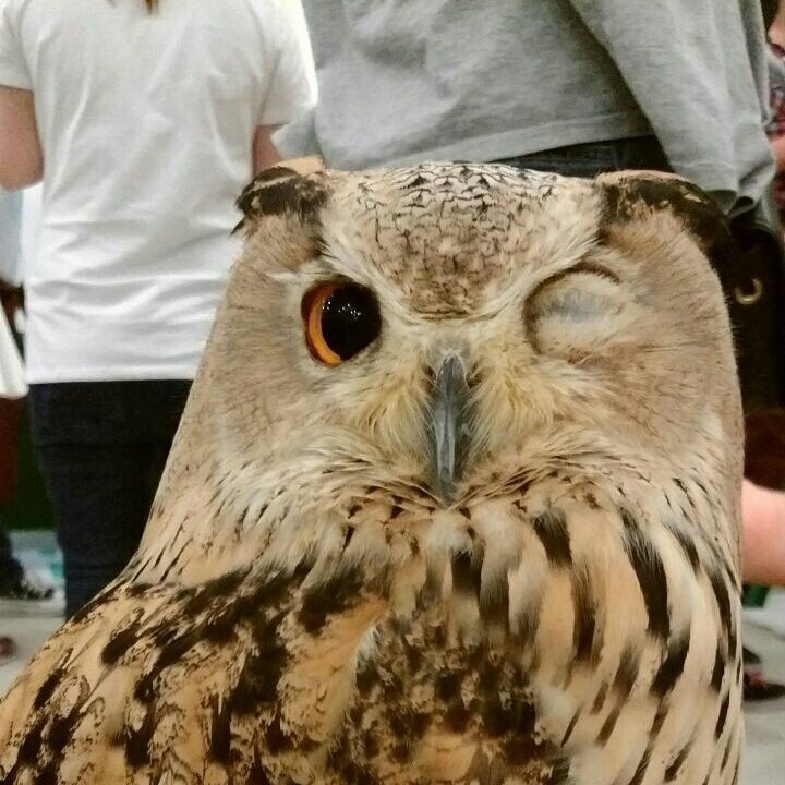 TeaParty 🍓🩷⚢ tweet media