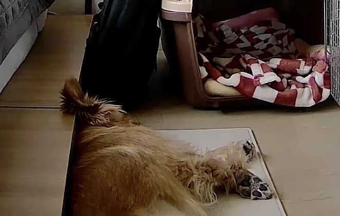 시루의 하루 tweet media