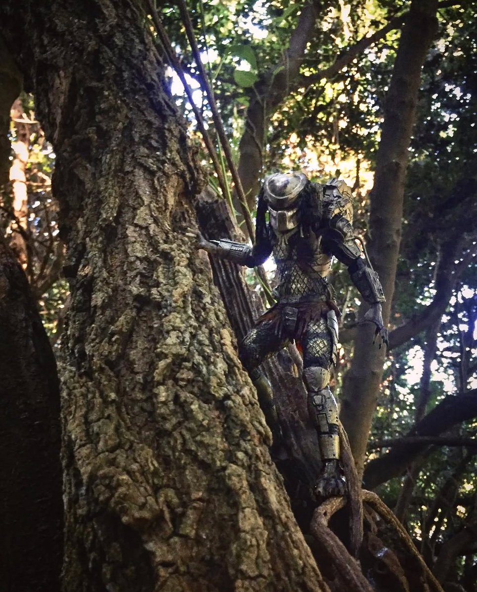 RAINBIRD tweet media