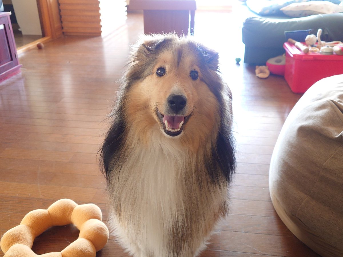 いもだんご tweet media