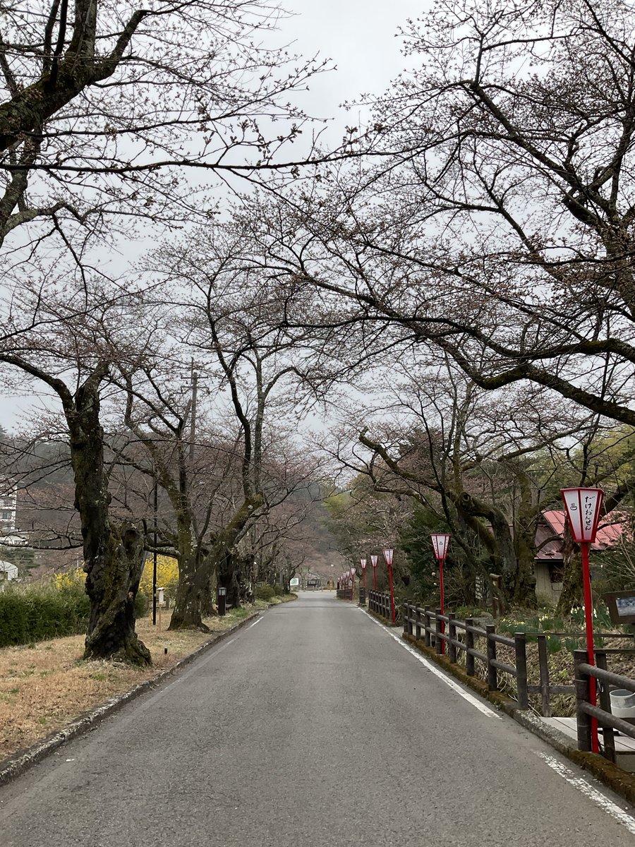 dakeonsen_s's tweet photo. 撮影日　2026年4月7日
開花状況　つぼみ膨らむ

桜のつぼみも、ほんのりピンク色🌸
開花はまぢか？🌸

#二本松の桜
#岳温泉の桜
#岳温泉桜坂 https://t.co/LPbDx0t06h
