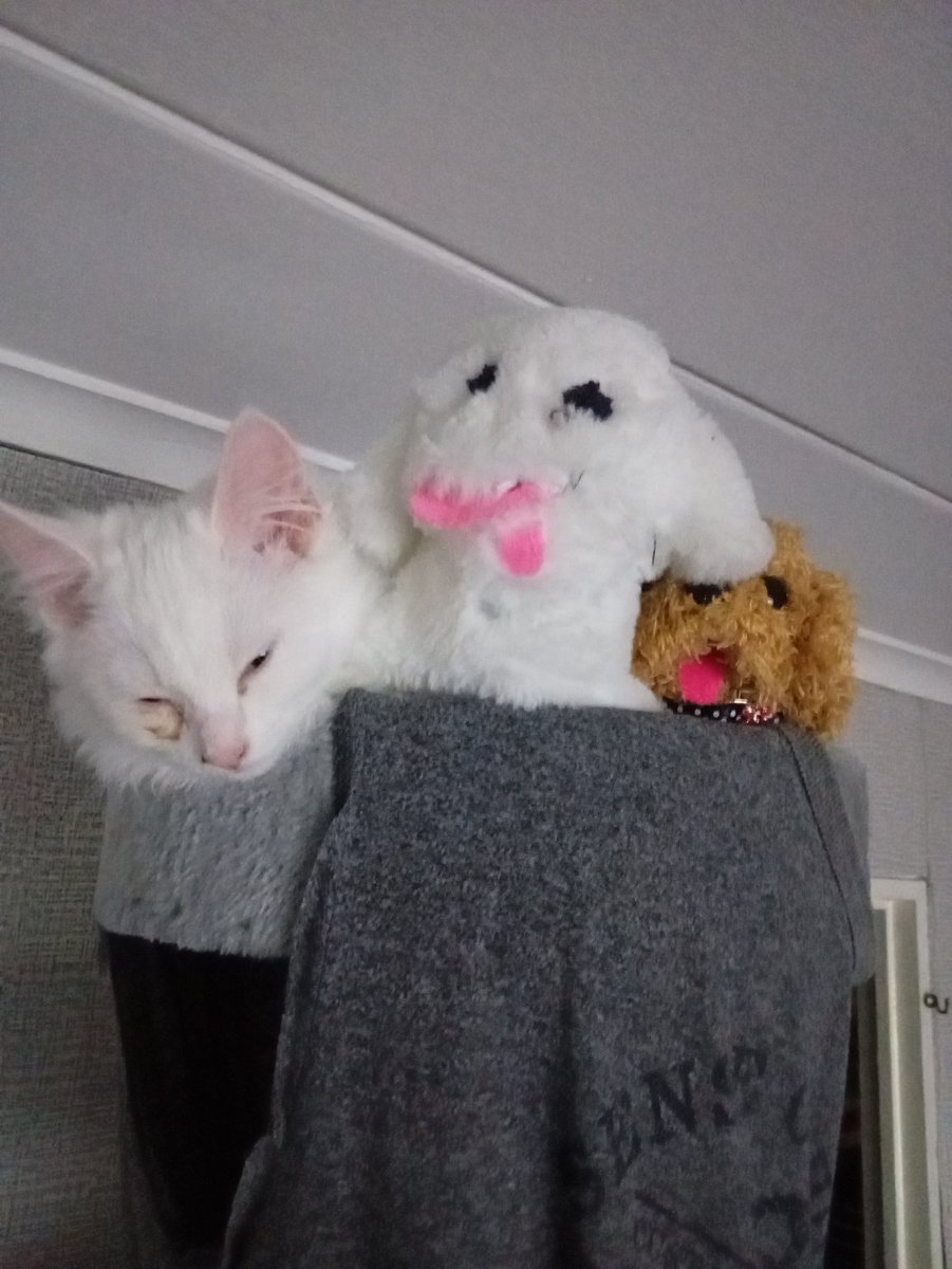 York Number tweet media