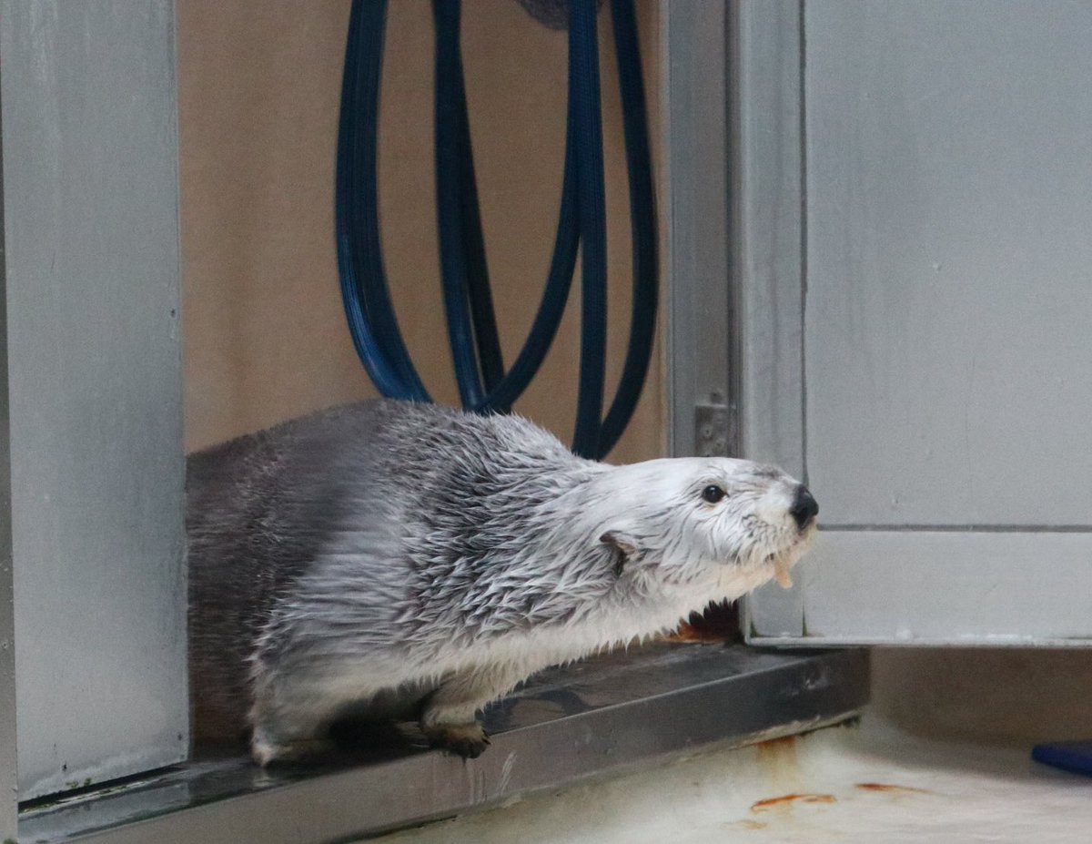 かおり tweet media