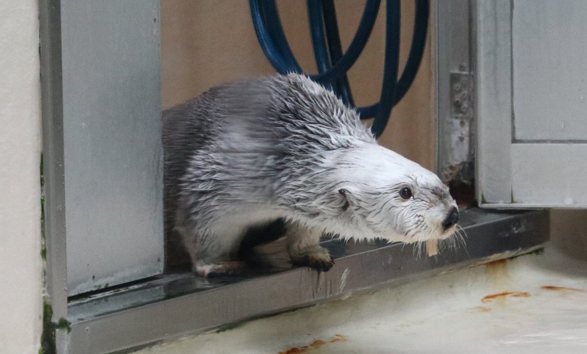 かおり tweet media