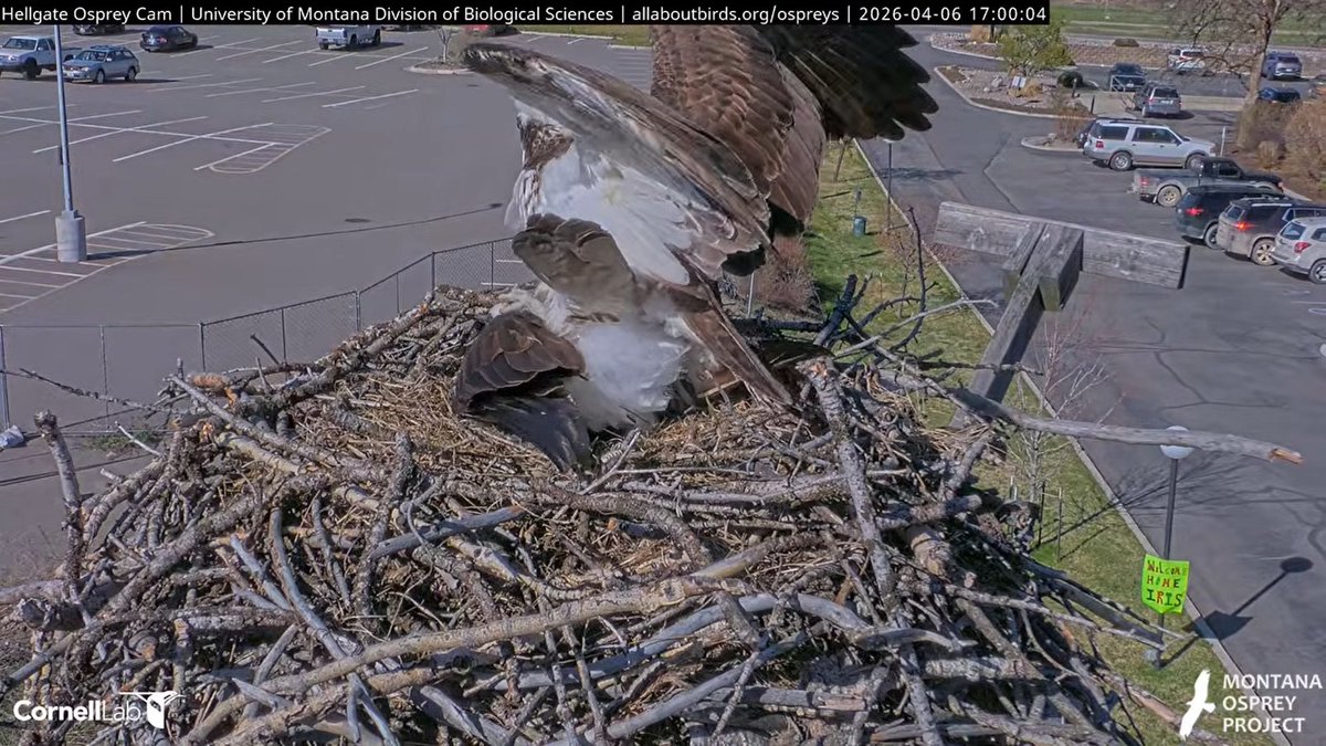 Hellgate Osprey tweet media
