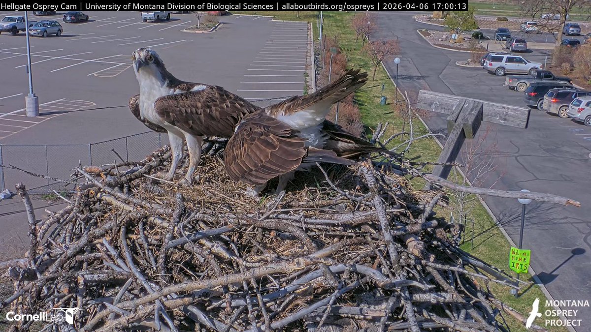Hellgate Osprey tweet media