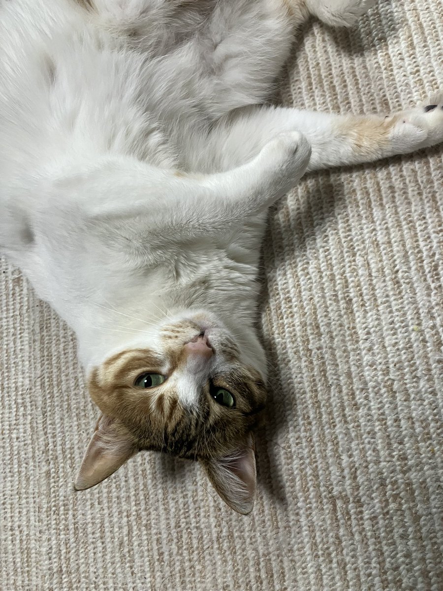 山野/ぐへへ tweet media