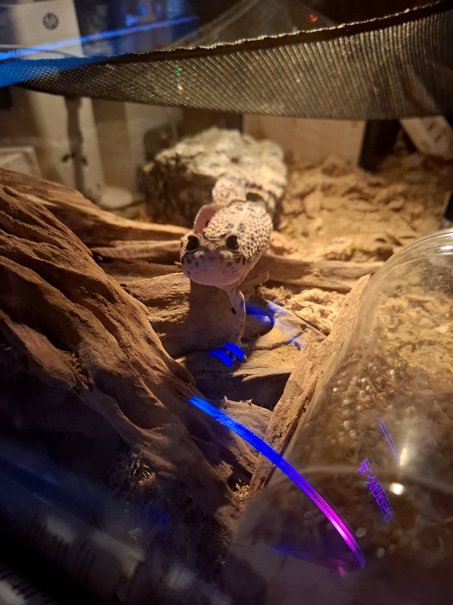 Nixie Bluebell tweet media