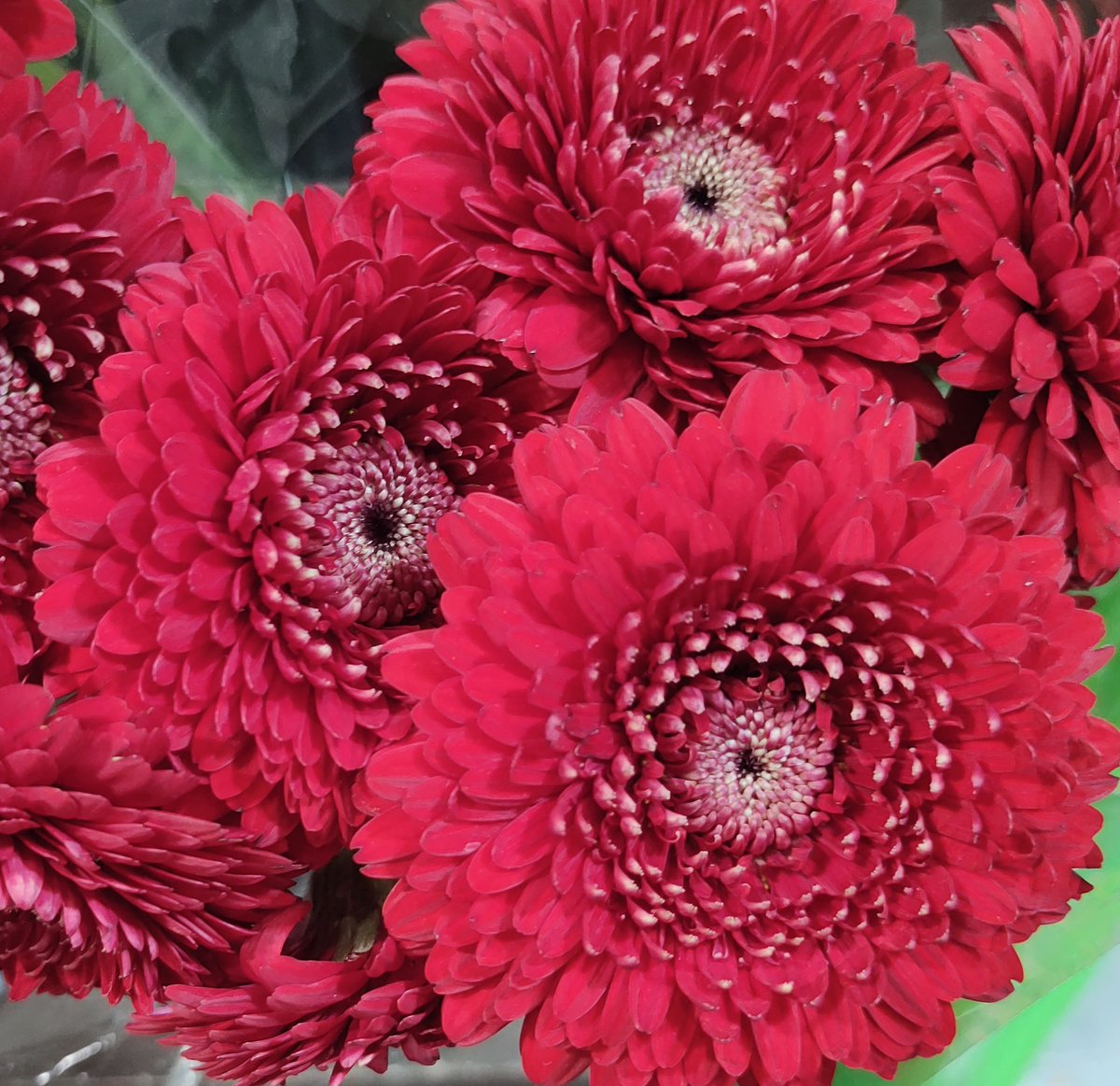 Joni Page Author tweet media