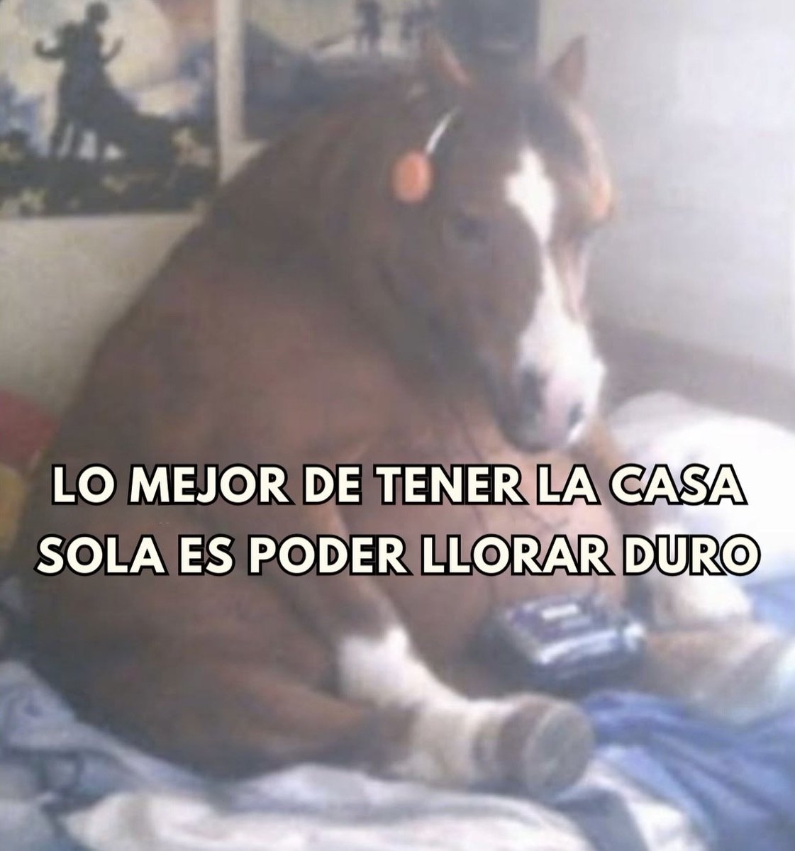 Mundo de Bigotes tweet media