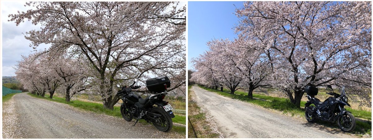 ☆ツバキッキ☆埼玉県の比企郡が好き♡好き♡Vストローム250乗り(・∀・)ニヤニヤ♡ tweet media