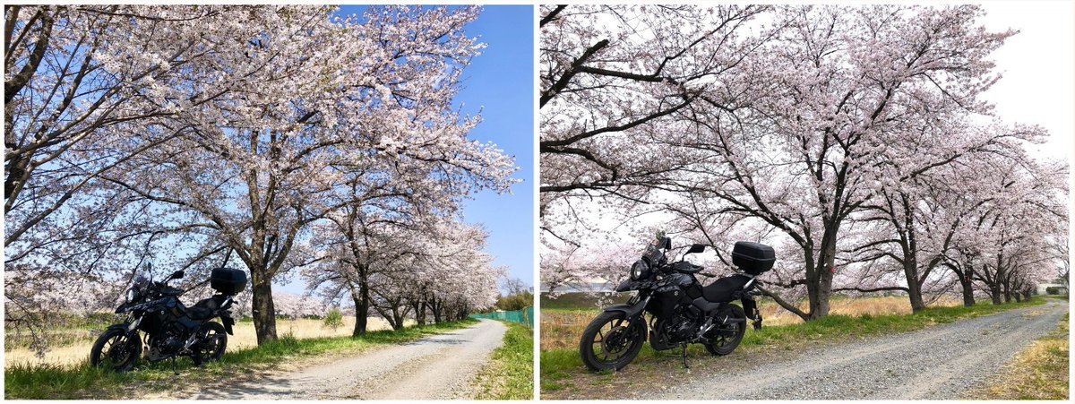 ☆ツバキッキ☆埼玉県の比企郡が好き♡好き♡Vストローム250乗り(・∀・)ニヤニヤ♡ tweet media