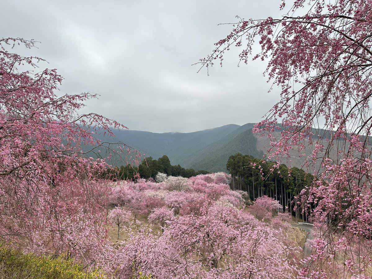 高見の郷 tweet media