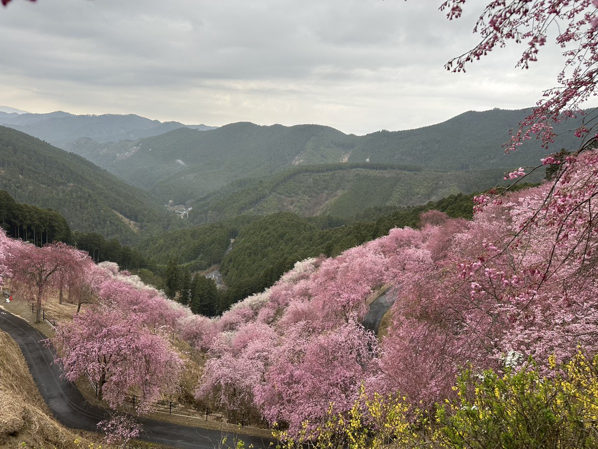 高見の郷 tweet media