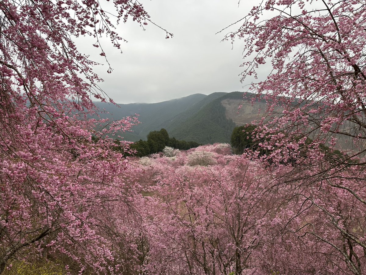 高見の郷 tweet media