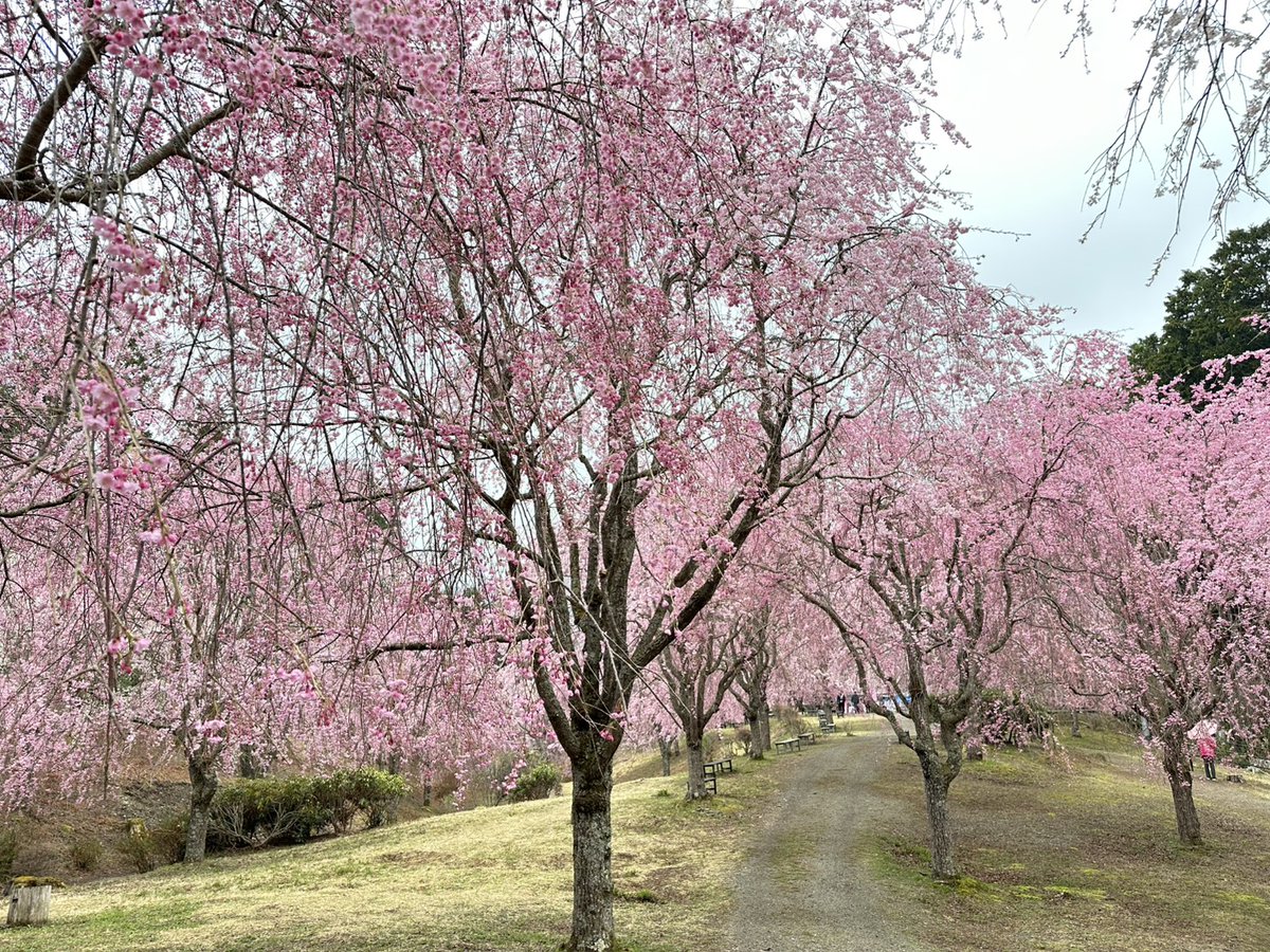 高見の郷 tweet media