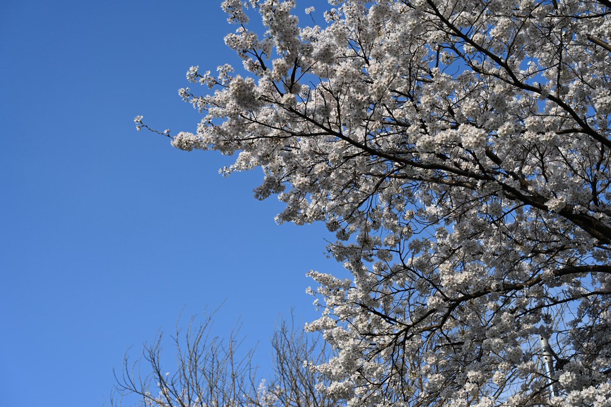 여진사 라민 | 봄•벚꽃촬 커미션🌸 tweet media