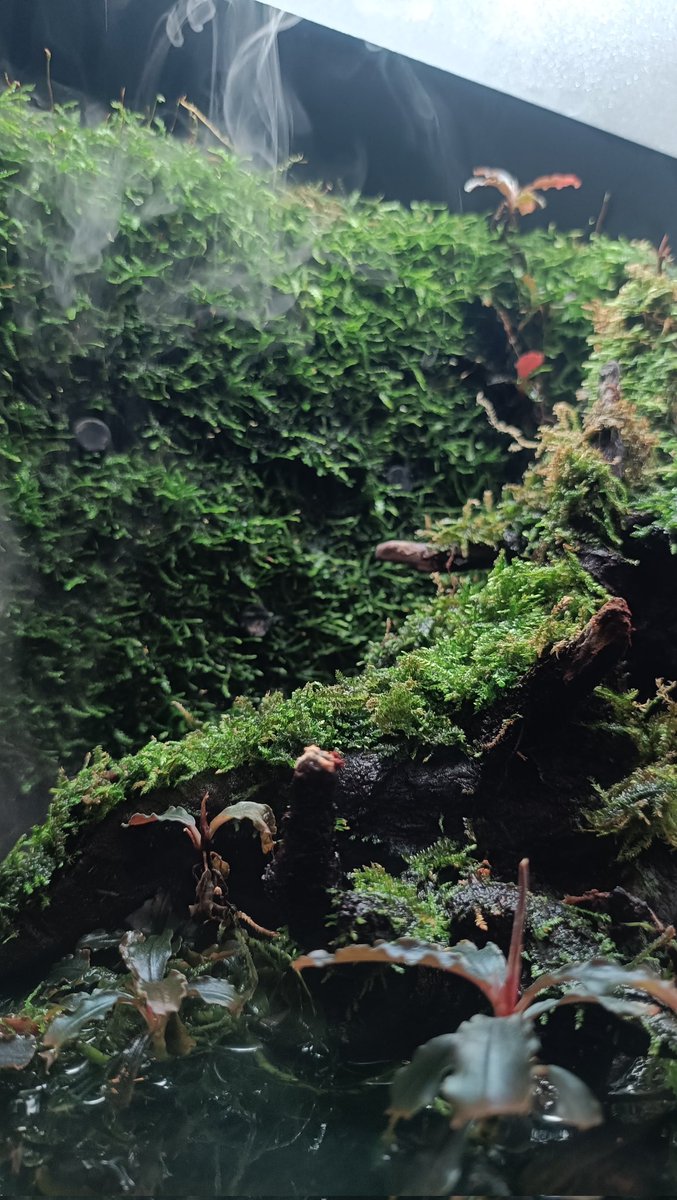 インテレッセ tweet media