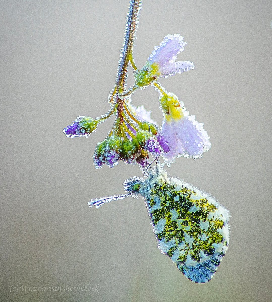 Wouter van Bernebeek tweet media