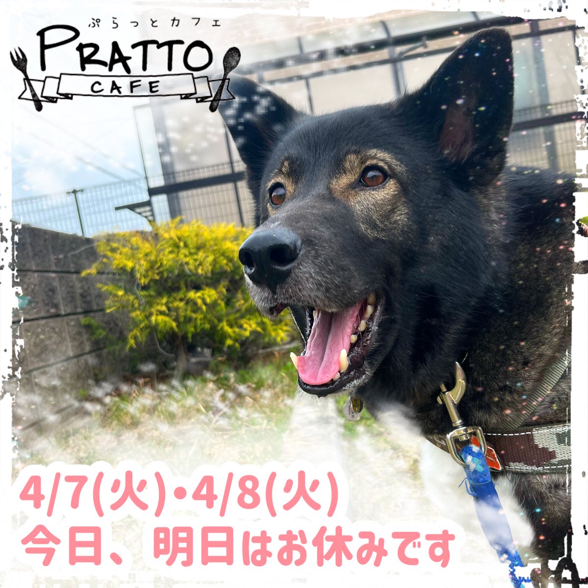 pratto_cafe's tweet photo. 今日、明日とぷらっとカフェは定休日☘️また明後日から宜しくお願いします😉

Pratto Cafe(ぷらっとカフェ)
高槻市芝生町1-15-12
OPEN：9:30～17:00
            （ラストオーダー16:30）
定休日：火曜日+第2・第4水曜日 
☎︎  072-668-3558
✉︎  prattocafe@gmail.com https://t.co/zuFStHuhW8
