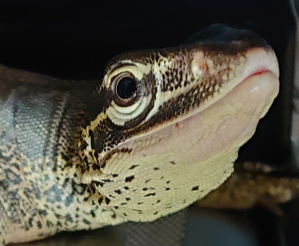 獣の錬金術師@固定ツイ見ろ！ tweet media